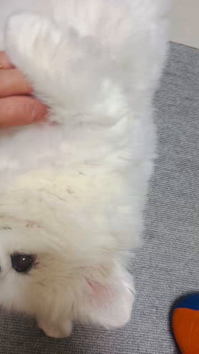 はるぴこ ルピコ