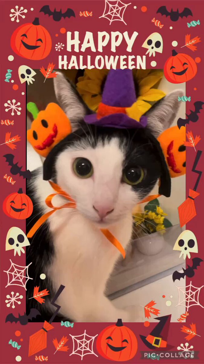 黒猫Yoちゃん（3にゃん） on X