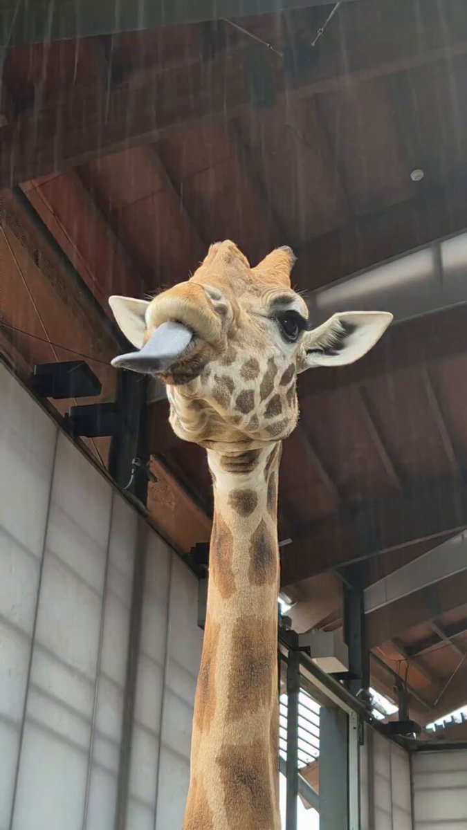 飛行機ぶんぶん (@mogu_ruu_coco) / Posts / X