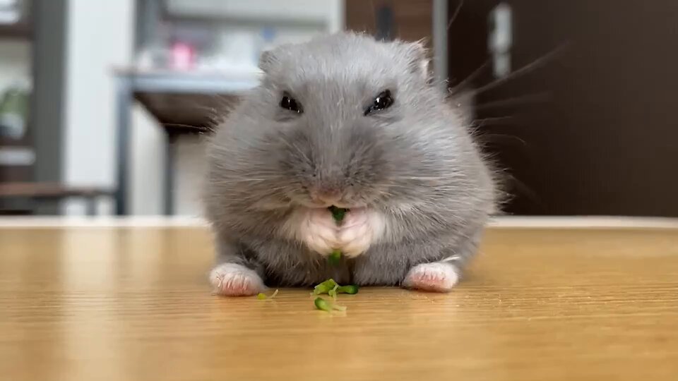 サバゲーおじさん(仮称) (@man_sabage) / Posts / X