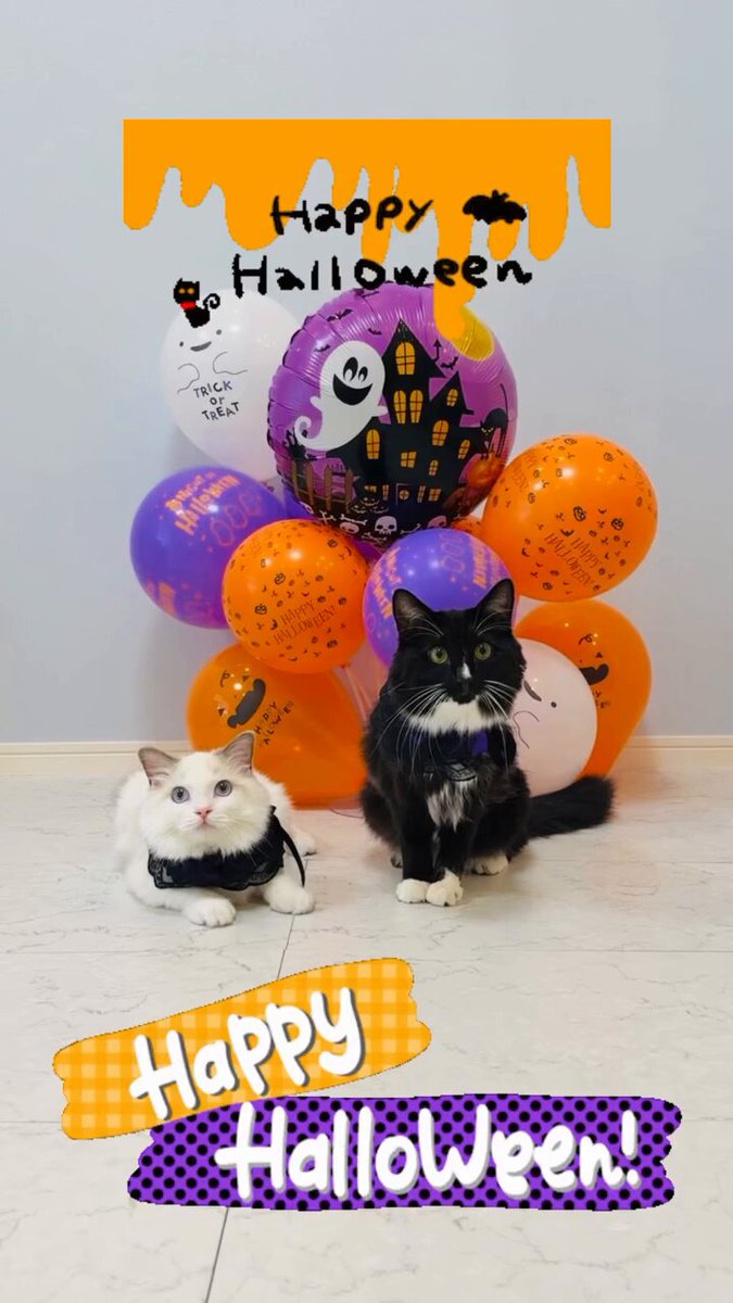 K-CAT (猫好き工房 )様　おまとめ　No690D  696D  699D K-CAT (猫好き工房 )様おまとめNo690D 696D 699D