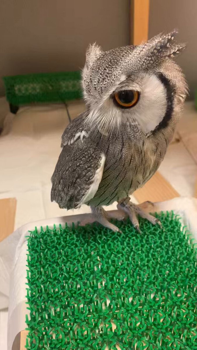 こねぎページ こねぎともえぎ (@konegi_owl) / Posts / X