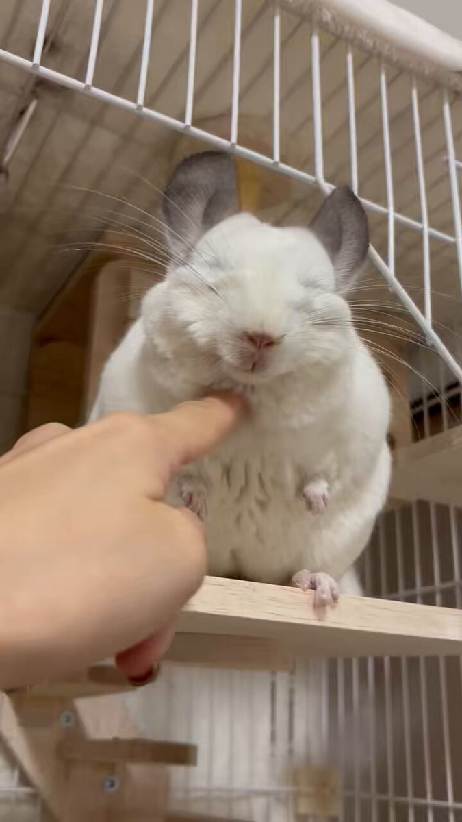 くまお ぬいぐるみ(おかしのおうち) 小さいくまさん – LINE FRIENDS SQUARE