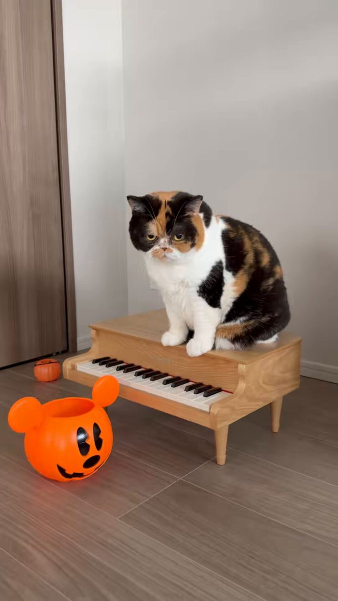 三毛ねこ (@MikeNekomf) / Posts / X