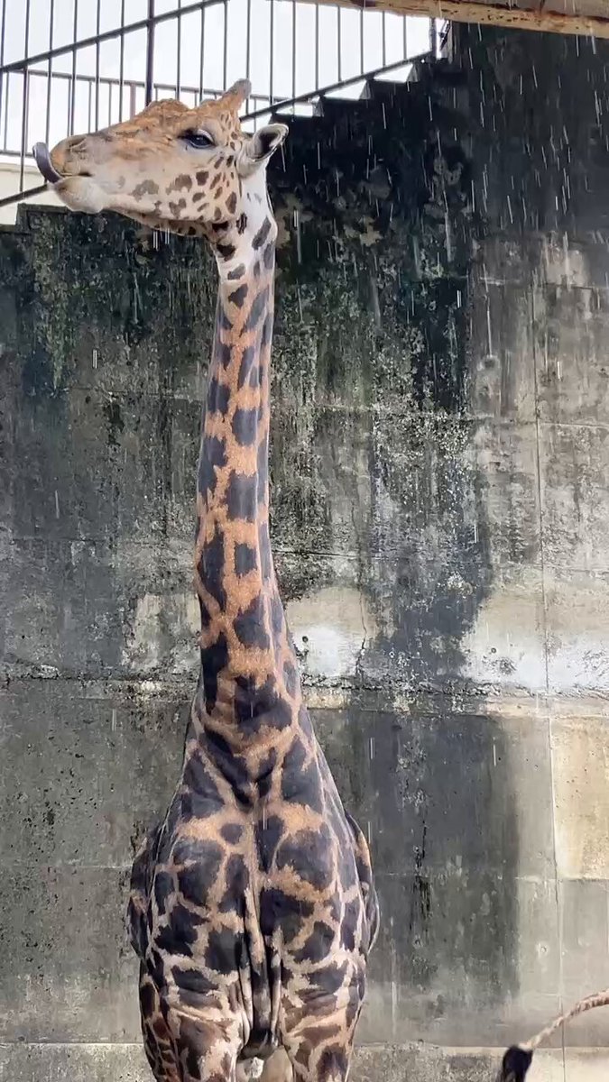 つっち～♪@レサパン溺愛中(♡˙︶˙♡) (@LMystar238) / Posts / X