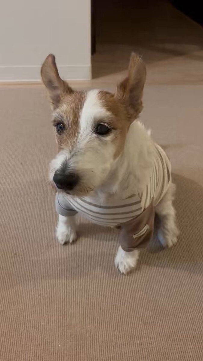 チョコちゃん様♥️ジャックラッセルテリア  日本昔ばなしオブジェ♡ チョコちゃん様♥️ジャックラッセルテリア 日本昔ばなしオブジェ