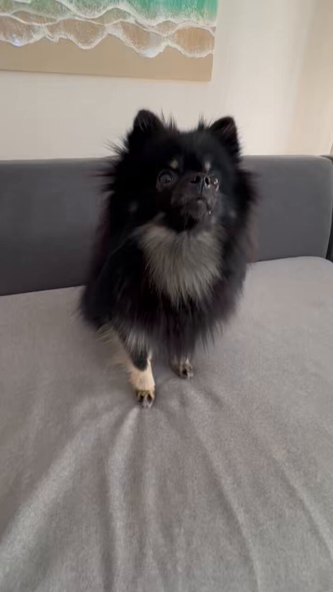 ちぷひま🐻🌻ポメラニアン (@chip1121pom) / Posts / X
