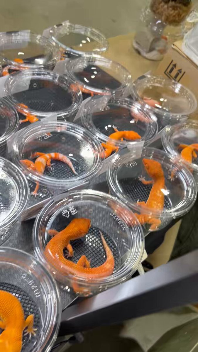 🦎Aya🦎 #11/30エンリッチ参加 (@Aya88732573) / Posts / X