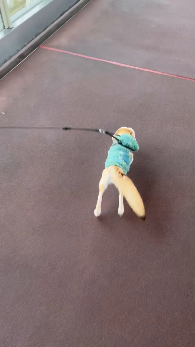 みーやきゃっと ミーアキャットひなた (@mutou710) / Posts / X