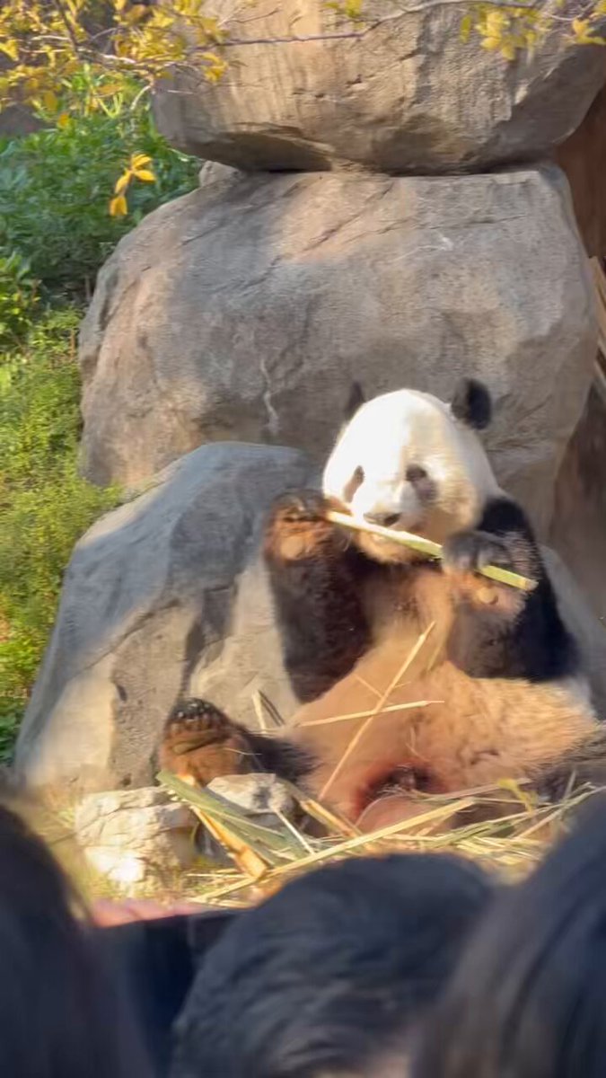 パンダ様 Amazon | [ASIAN CLOSET] M パンダ ボクサーパンツ メンズ KING NOVA