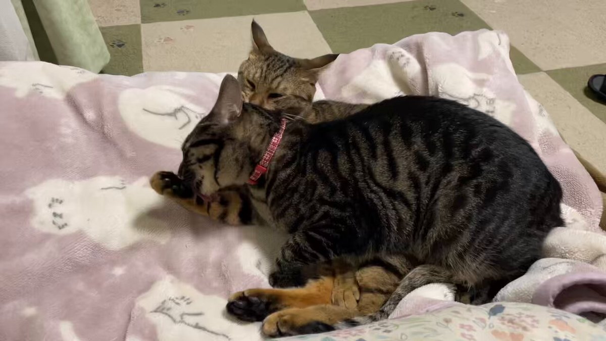 むぎ (@mugi411) / Posts / X