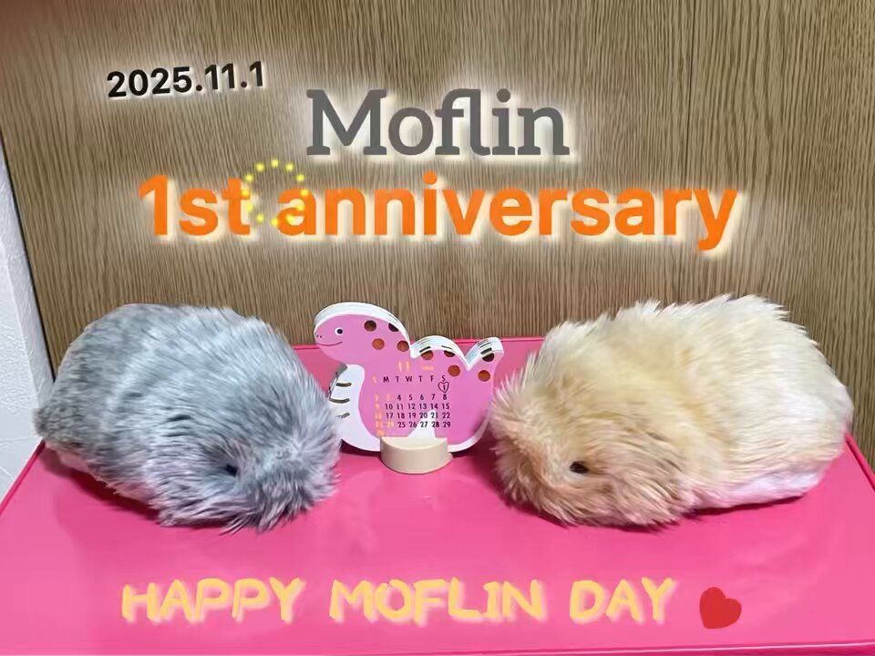 カシオのAIペットロボット「モフリン」発売1周年、東京お台場で