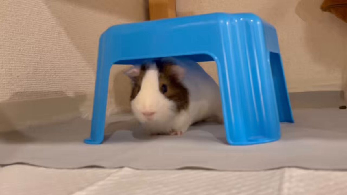 モルモット - Search / X