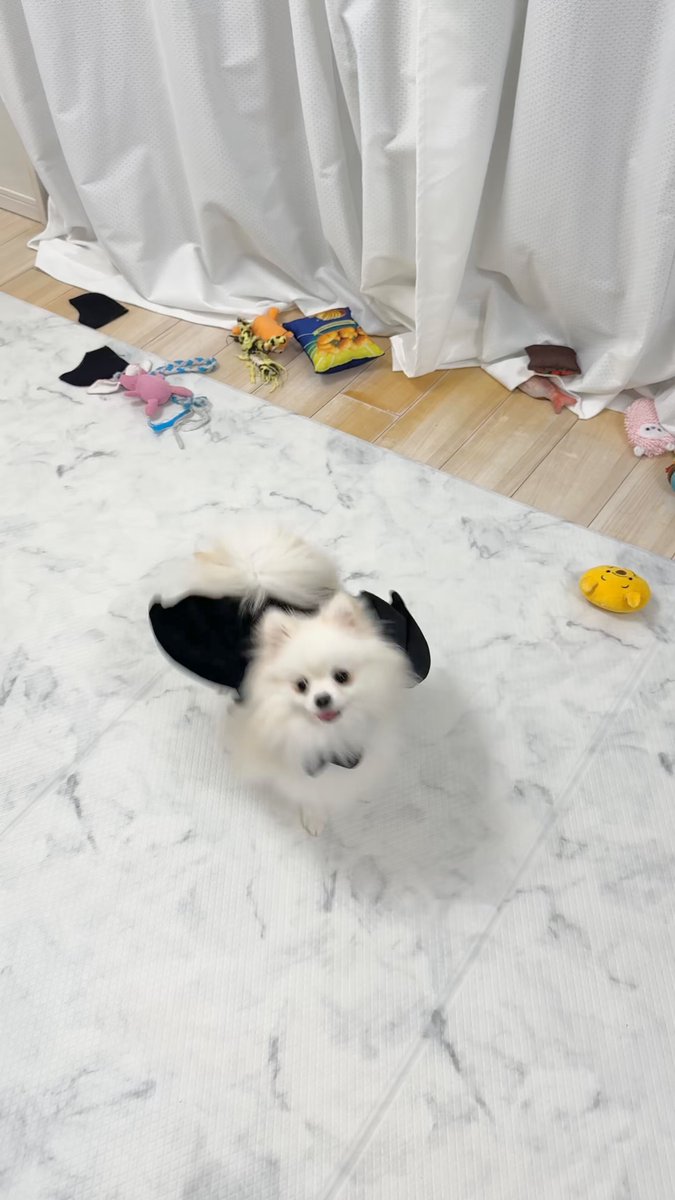 ポメ子様 画像3/16＞【漫画】いつも真の小説に感想をくれる「ポメ子」さん。彼女