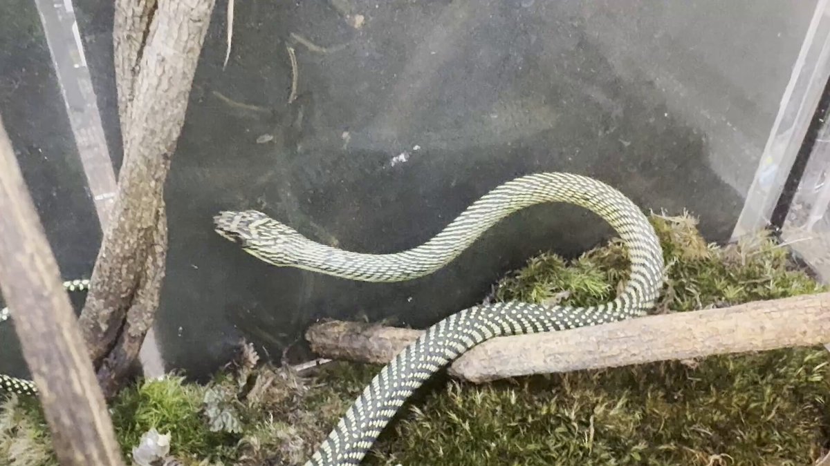 たまごページ Amazon｜TAKE2 クラック エッグシェルブレーカー (トップ部分