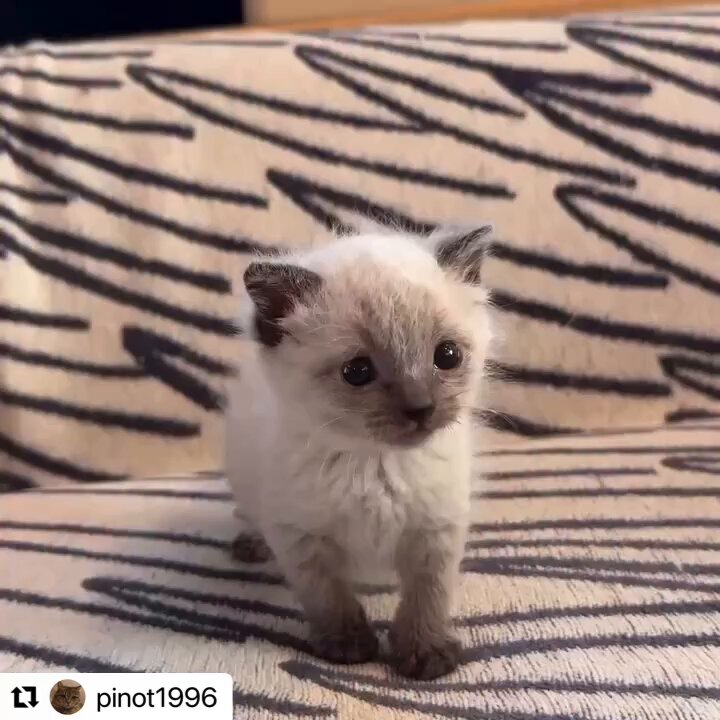 桃ちゃん (@pinot1996) / Posts / X