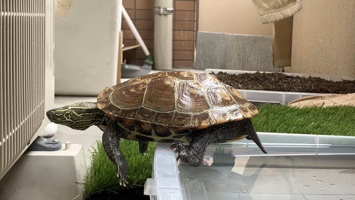 亀さん別居 (@ylGBDXxEch64994) / Posts / X