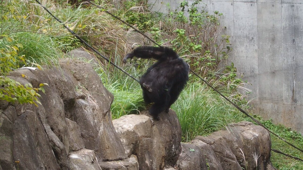 シンバ 黒パグちゃんサンタ大トールペイント シンバ 黒パグちゃんサンタ大トールペイント 楽天市場】【公式】柴田