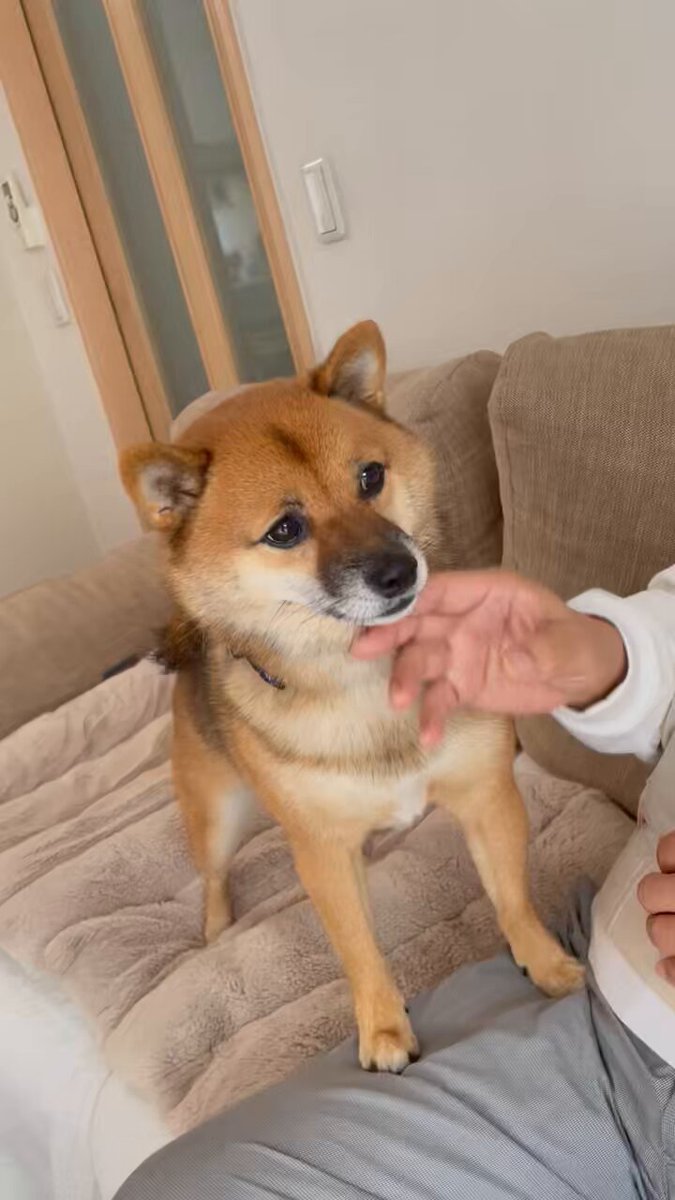 豆柴🎾九十 (@rojiko7) / Posts / X