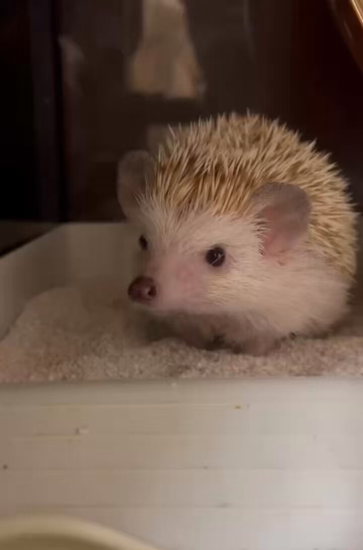 たけこ🦔ハリネズミのハリー (@andyou_5F8) / Posts / X