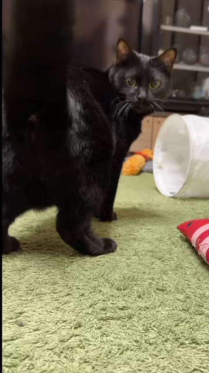 くろ　ねこ　 Amazon.co.jp: モリサカグローバル もちねこ ぬいぐるみ クロ (L