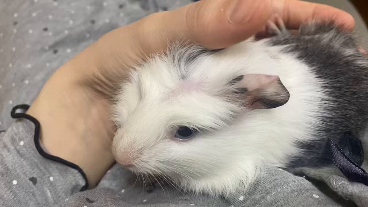 ほにゅうズ on X