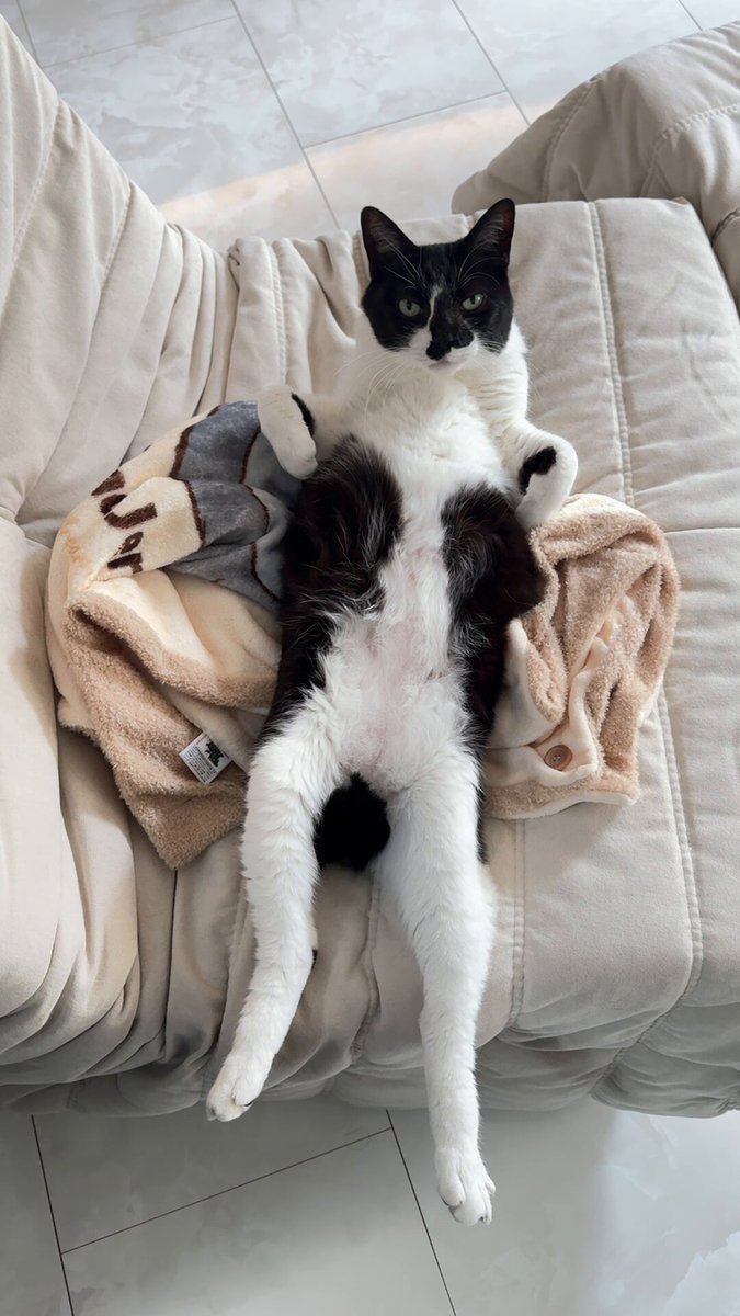 こんなに腹全開で待ち構えてるのに触ってほしいのは頭なんだぜ？理解