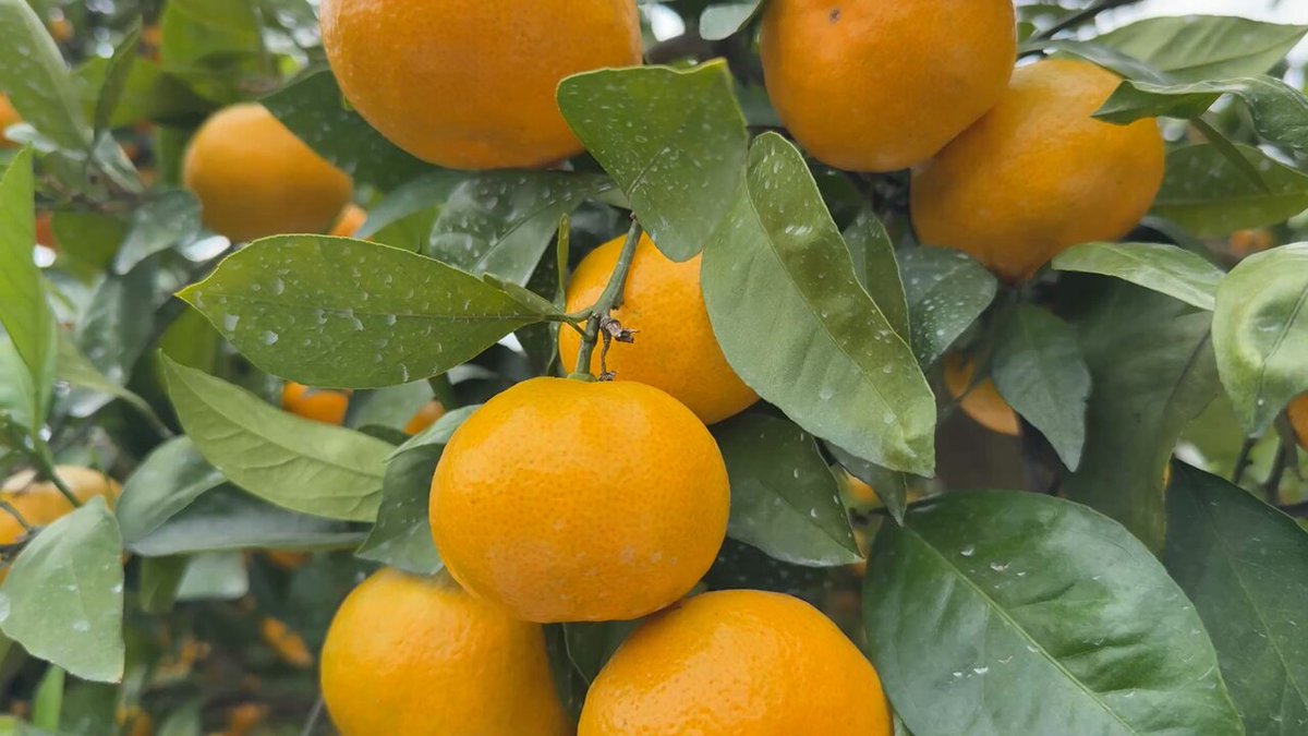 みかん様確認用☆ 立目ぽんかん低しょう系・家庭用兼ご贈答用・5kg・2L