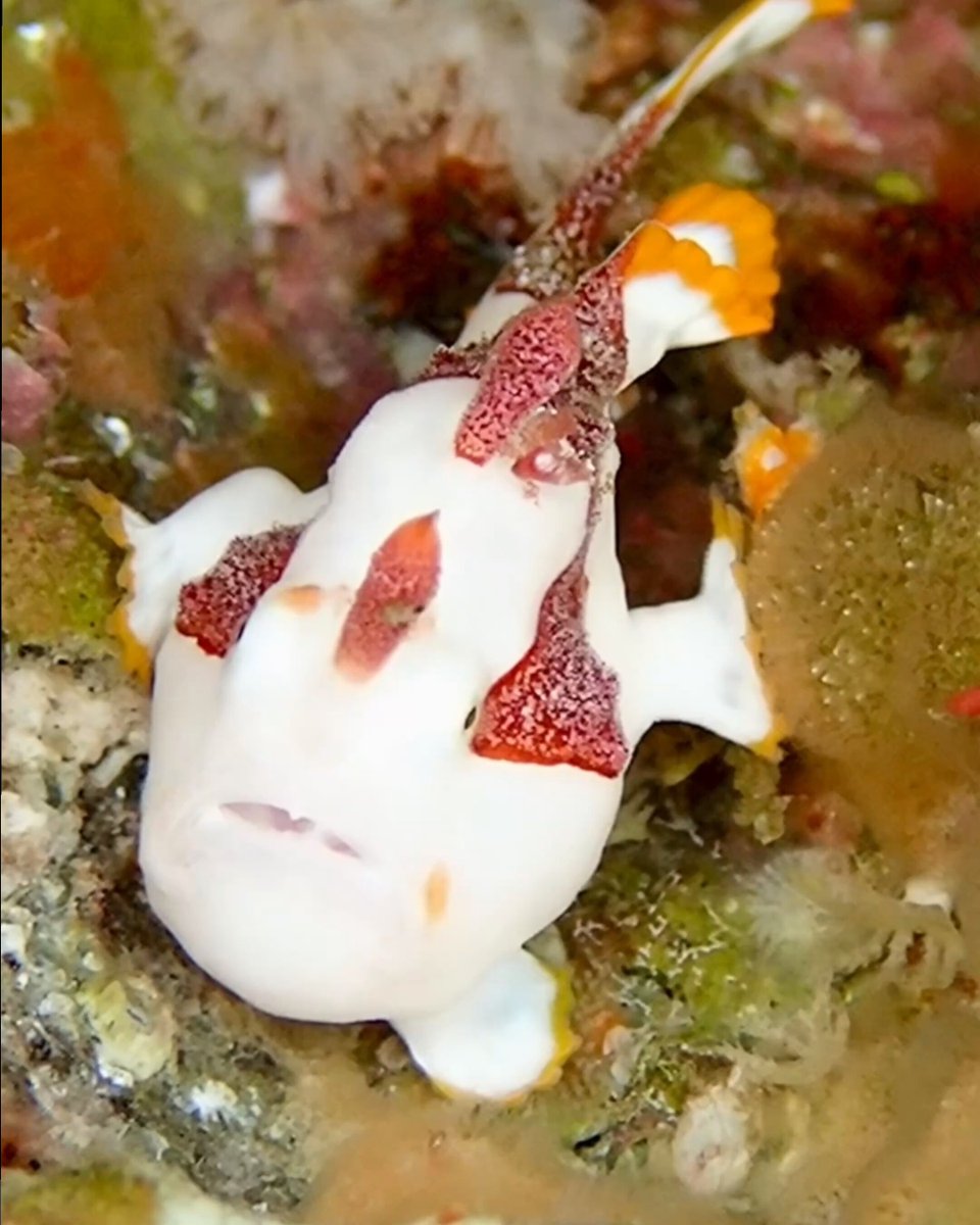 のりん【NORIN】 (@norinsmarine) / Posts / X