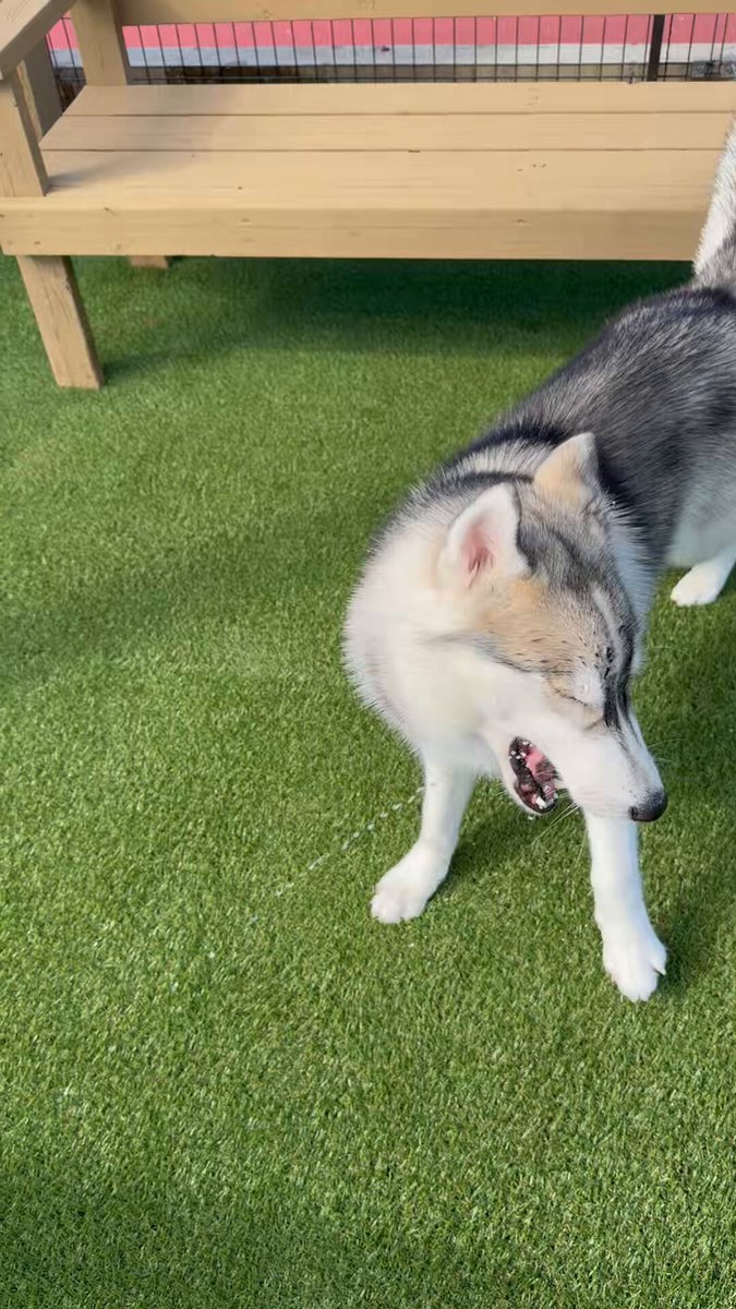 ジーニーさん専用ページ Genie(ジーニー) (@Genie_0213) / Posts / X