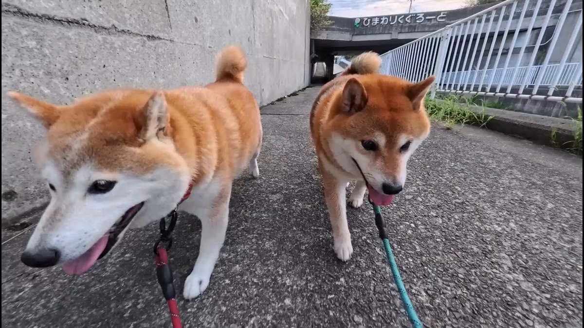 千葉犬様 リクエスト 2点 まとめ商品 マヨネ on X