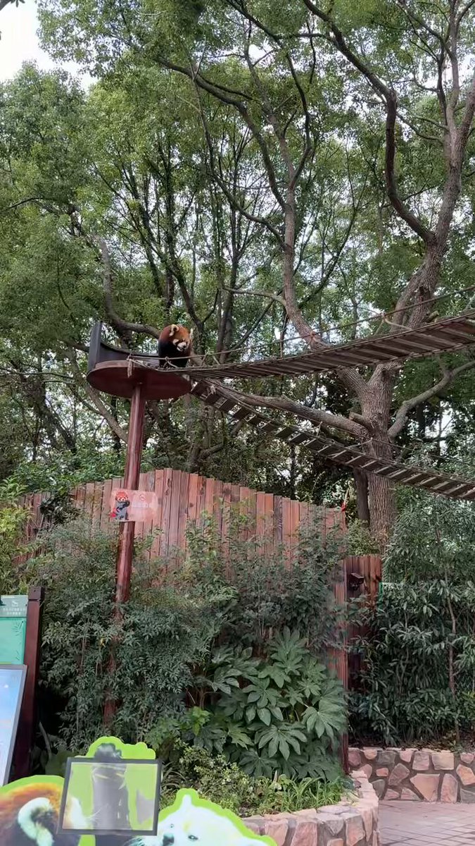 アムールトラ（シベリアトラ）写真集「東北虎 上・下巻」2冊セット 刘丹 撮影 アムールトラ（シベリアトラ）写真集「東北虎 上・下巻」2冊セット 刘