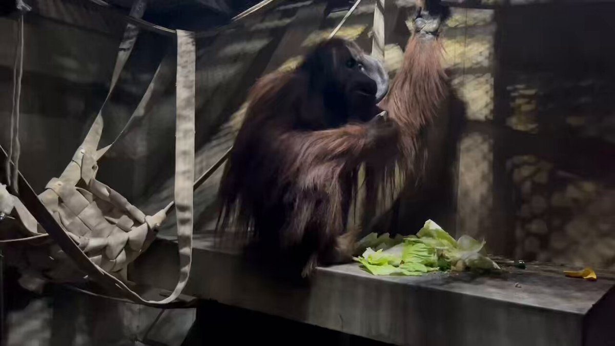 旭川市旭山動物園［公式］ on X