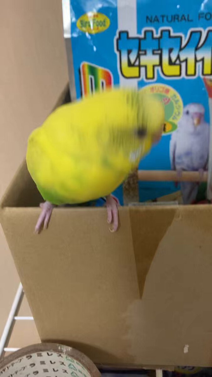 ワシの鳥元気でお金やってくる　強い廃棄できる 尼住 on X