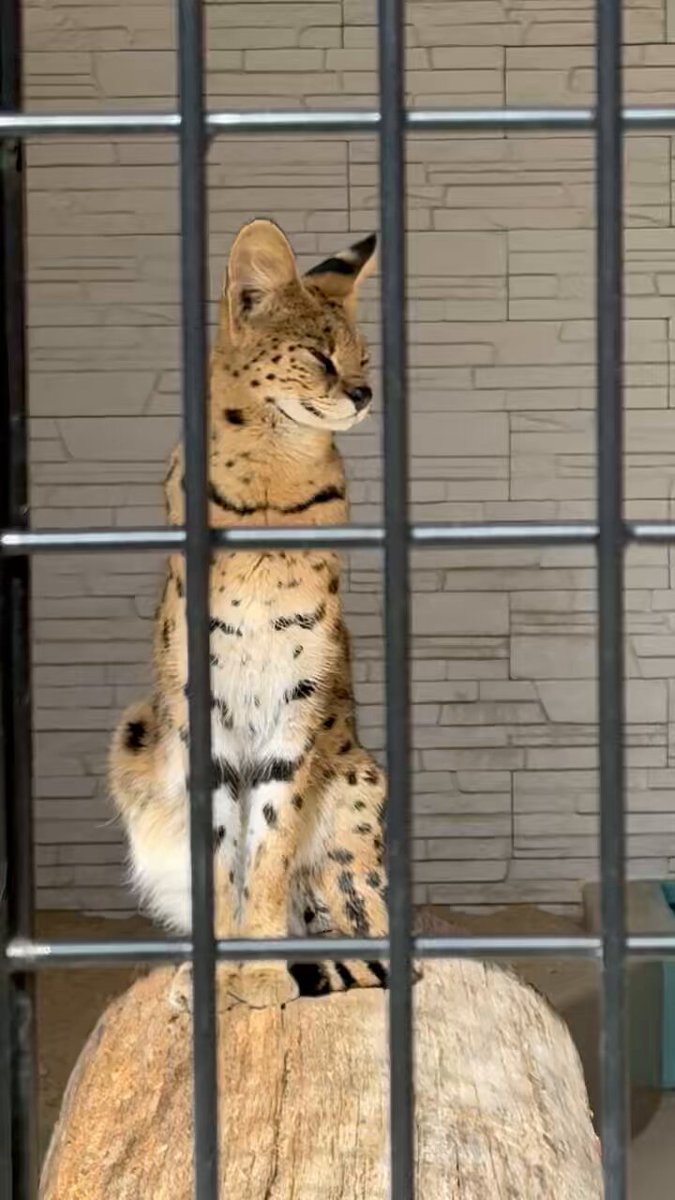 サーバルキャット　毛皮 Amazon.co.jp: HANSA ハンサ ぬいぐるみ 7373 サーバルキャット