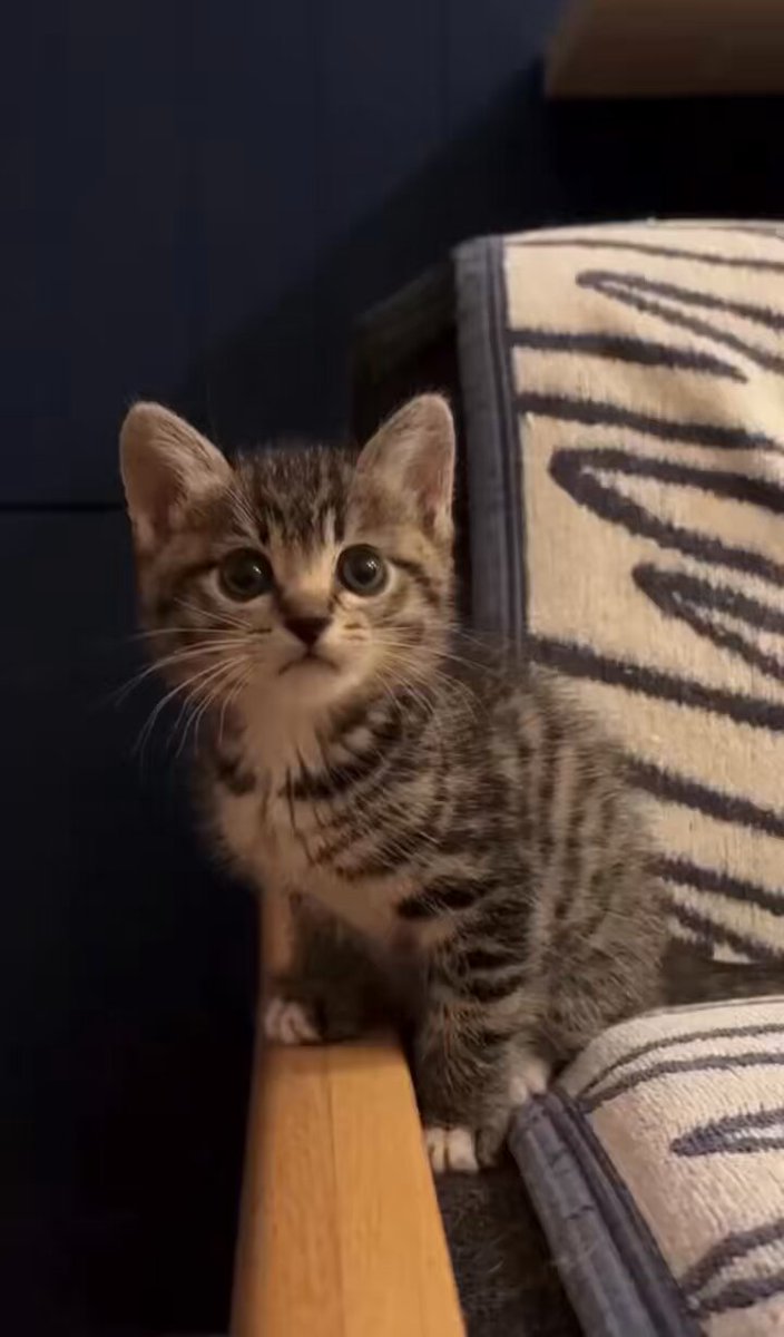 ♥鼠ちゃんとボロくたにゃん♥(*´艸｀*)里親様募集♥(*´艸｀*)ネズミ❤️ しこにゃん (@gimubw) / Posts / X