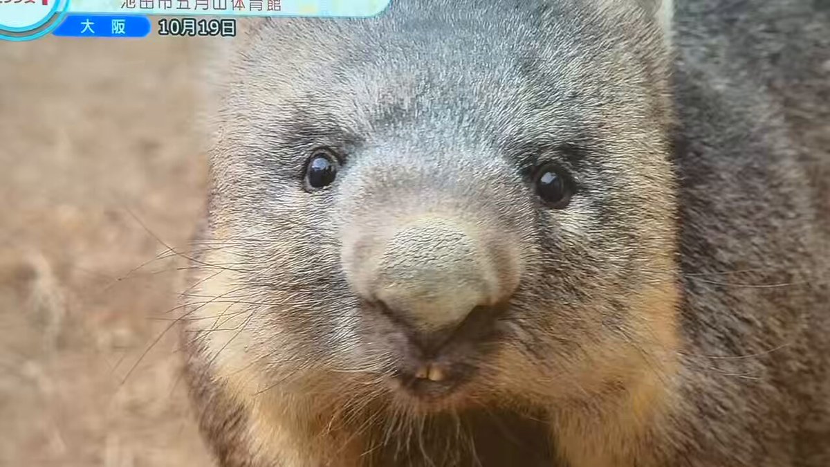 しゅぷれむ (@womwom_supreme) / Posts / X