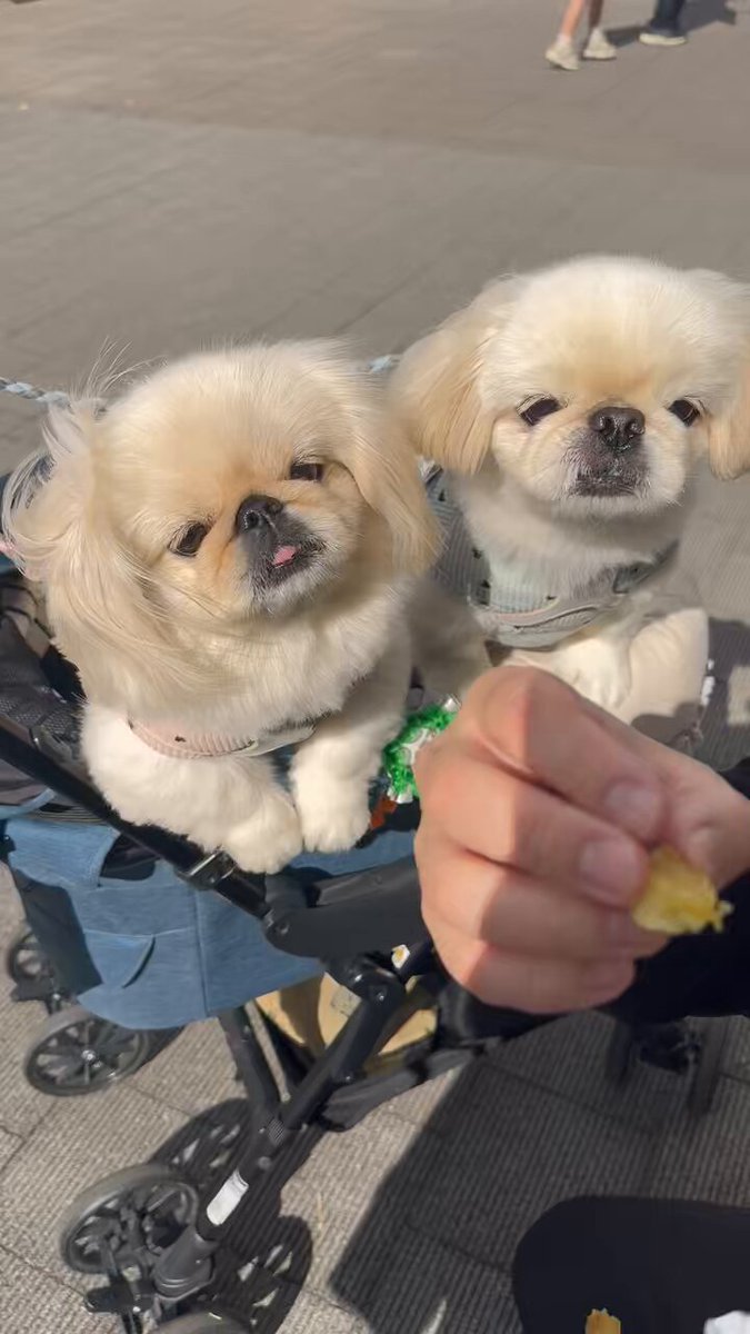 ペキニーズ🐾ふくまる＆おと🐾 (@fuku_oto) / Posts / X