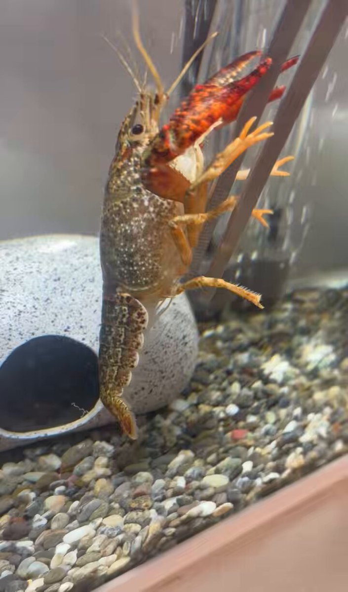 アメリカザリガニ