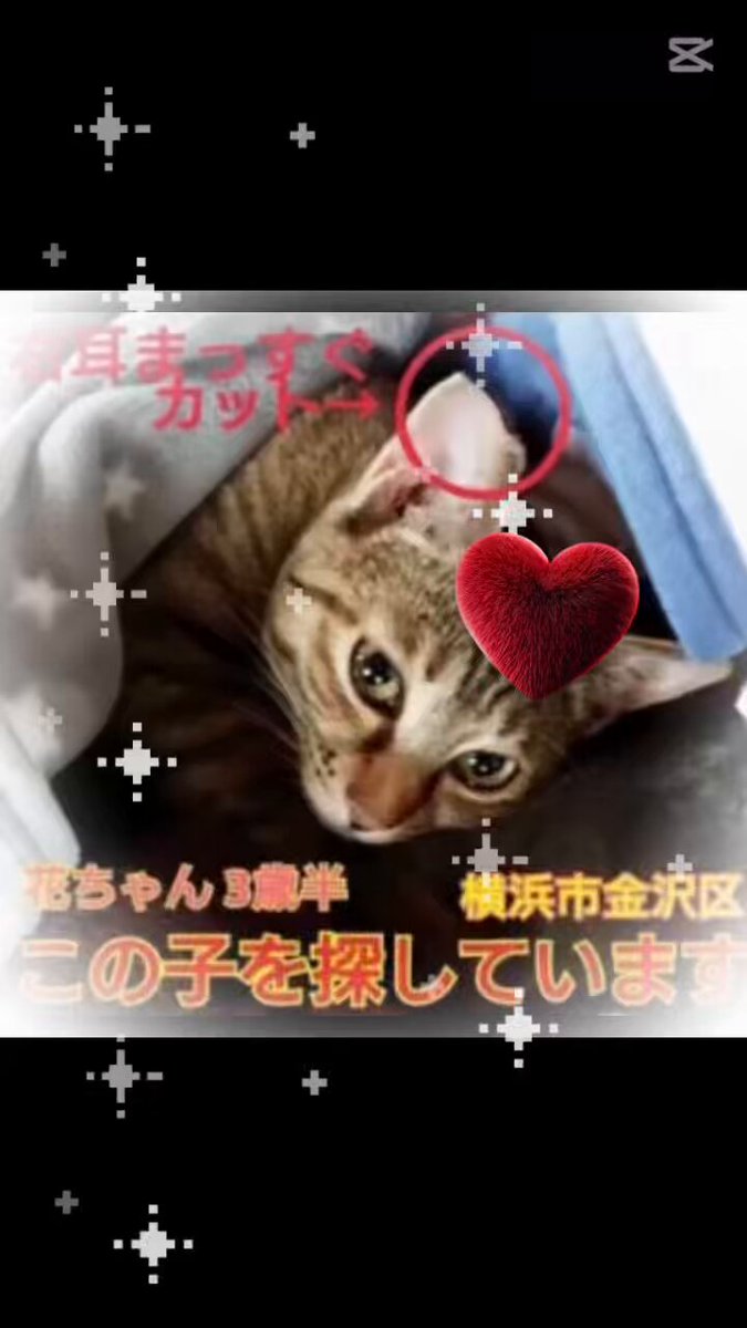 ひー様相談ページ みっちゅう3_meow_chacha on X