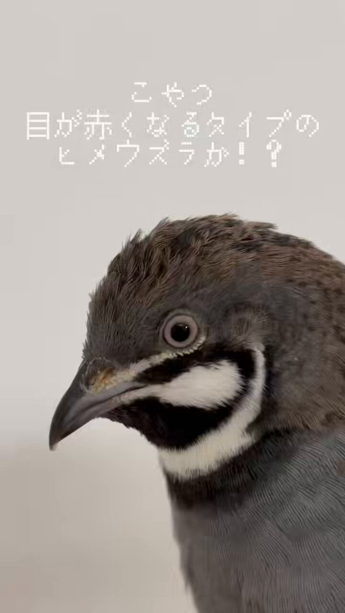 ひめうずら研究室 ラボ長（四代目） (@himeuzura_labo) / Posts / X