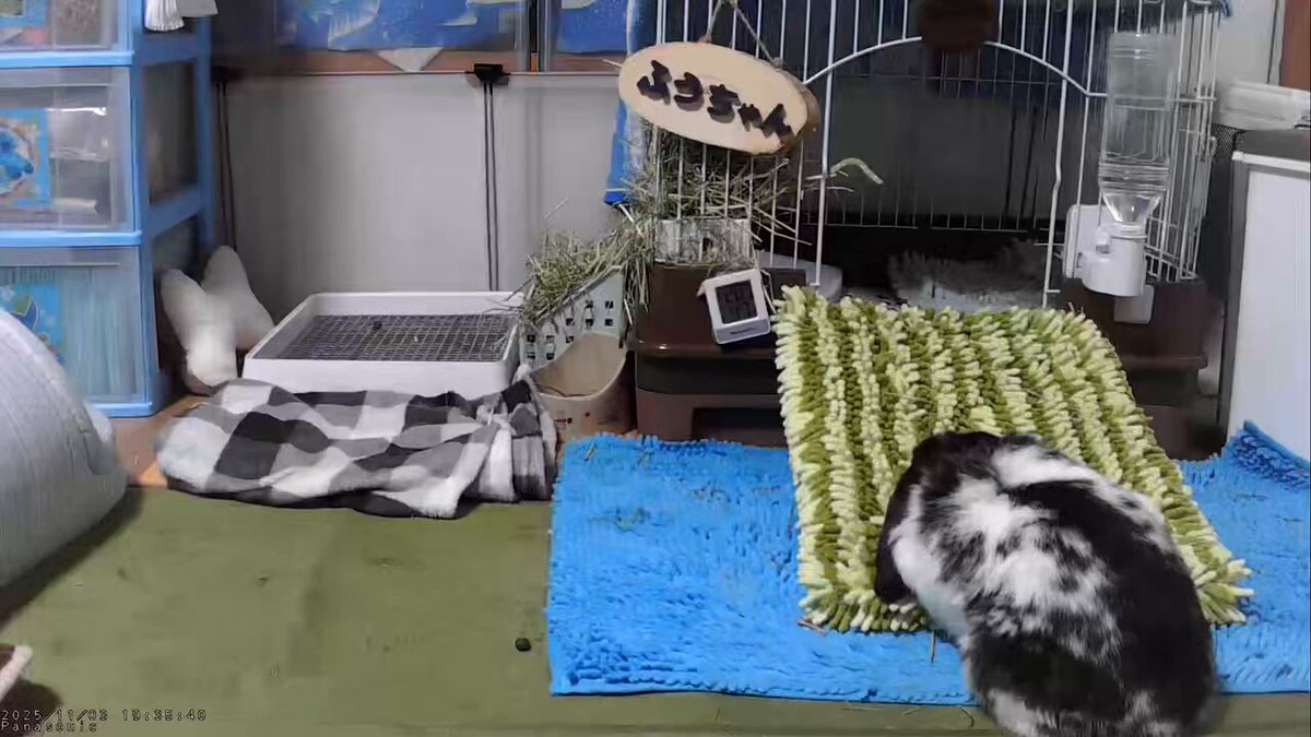 もふもふページ もふ on X