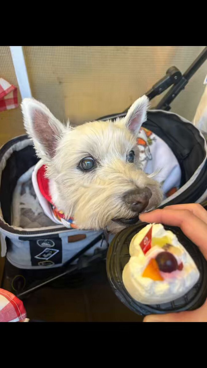 ちーちゃんですけどもっ第2巻発売中です❗️ (@ymc_cheezu) / Posts / X