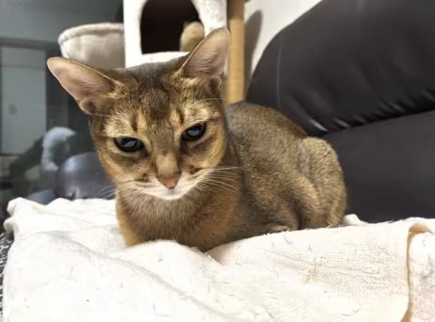 ふっくん (@Fukukun115) / Posts / X