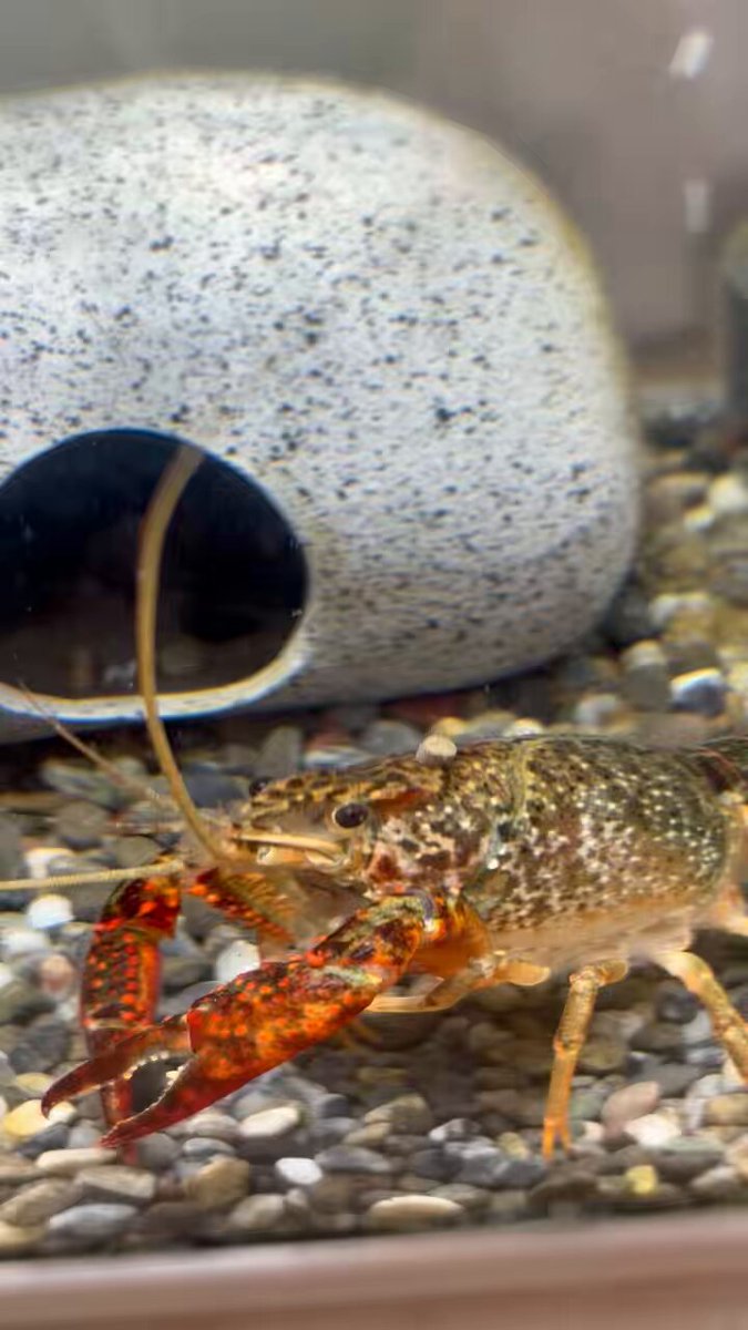 アメリカザリガニ