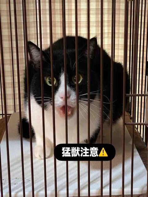 CHAKRAカラー✧シーラちゃんのオルゴナイト♥️やまさま♥️専用です 最強陰陽統合オルゴナイト勾玉☯️チャクラカラー | 陰陽統合