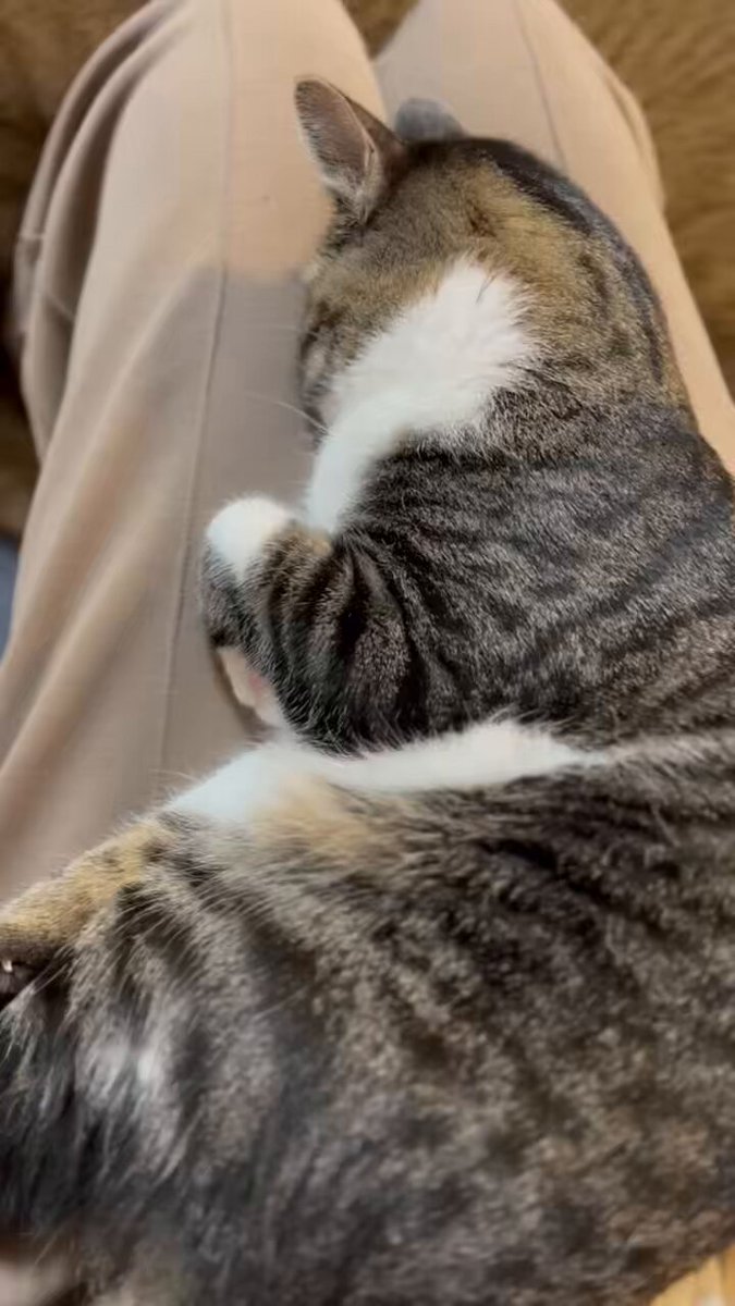 月山 (@Tsukiyamma) / Posts / X