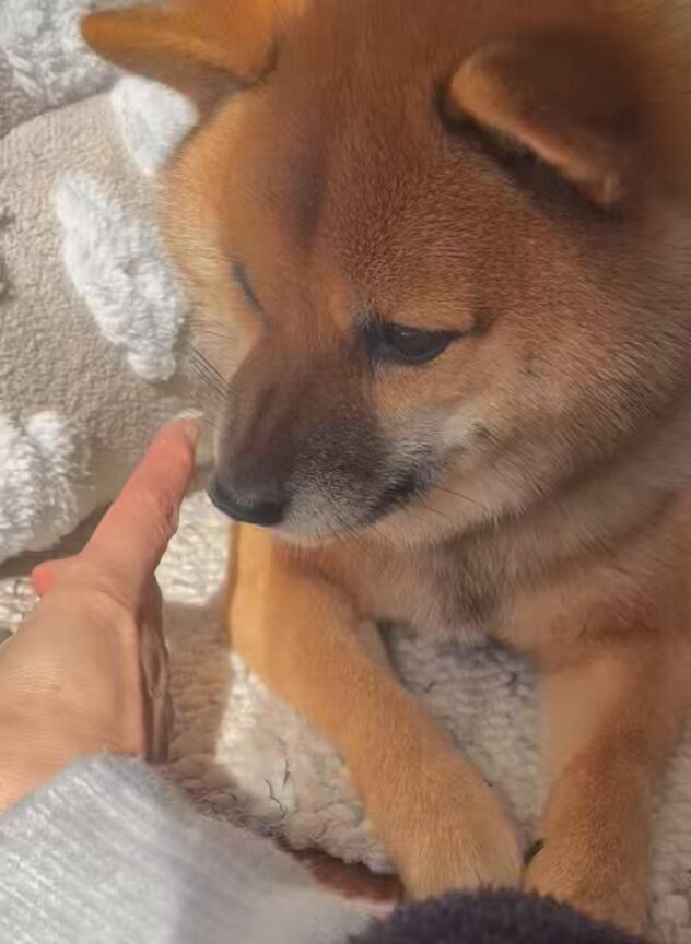 豆柴🎾九十 (@rojiko7) / Posts / X