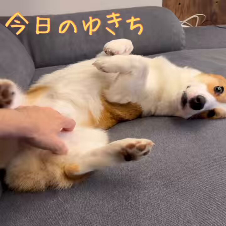 コーギーのゆきち📯 (@corgi_yukichi) / Posts / X