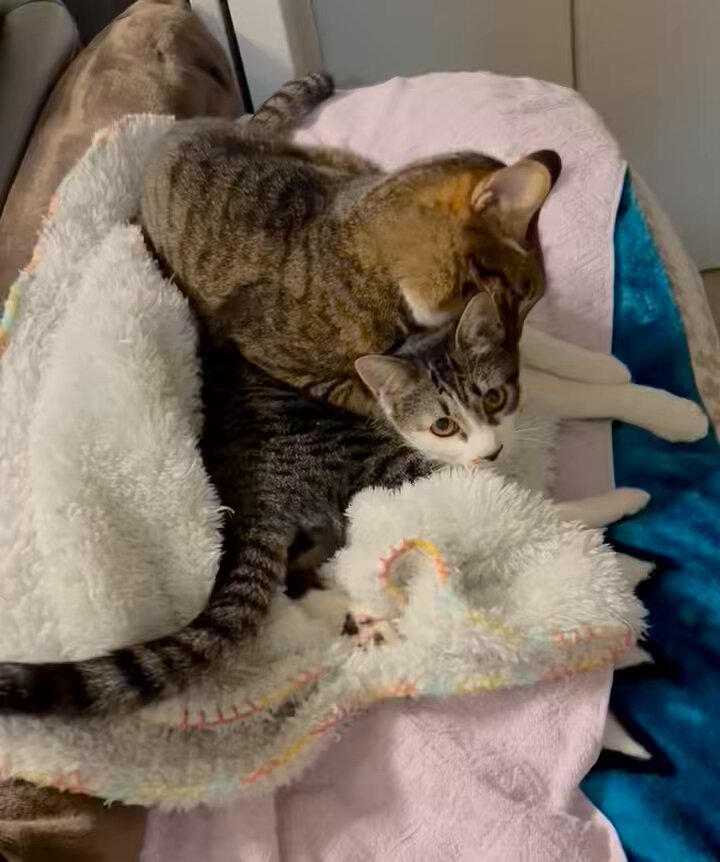 マロン★ご確認ページ★ 🌼マロン🐈🌼 on X